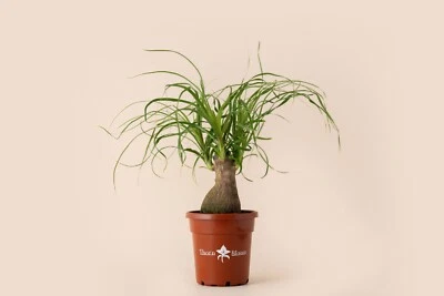 Ponytail Palm Stump - 4" Pot - Low Maintenance - Unique Live Houseplant - Image 1 of 4