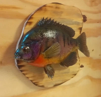 Florida Red Breast Bluegill Bream 8 in. Long Real Skin Wall Mount Fish Taxidermy - Image 1 of 2