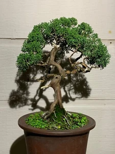 Shimpaku Juniper Bonsai - Picture 1 of 4