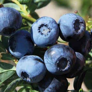 Highbush Mirtillo Bluecrop 2L - Bella piantina con deliziosi frutti - Foto 1 di 9