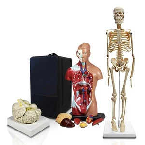 Parco Scientific PBM-B2 Anatomical Package-Skeleton, Torso, Brain with Case - Picture 1 of 4