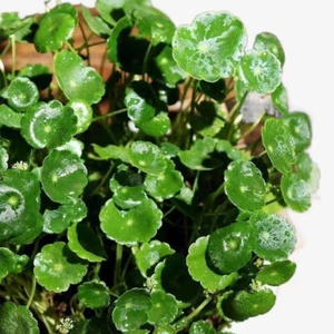 Shield Pennywort - Hydrocotyle bonariensis - Water Plant Seeds 100Pcs - Picture 1 of 8