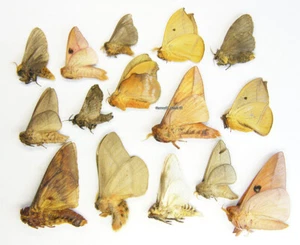 Unmounted Butterfly/MIX MOTHS 3 VENEZUELA - Imagen 1 de 1