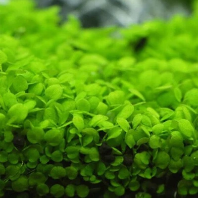 Aquarium Plant Seeds Fish Tank Aquatic Water Grass Foreground Easy Plants 5g * - Image 1 of 4