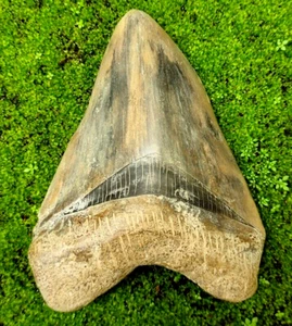Natural 4,56"/11,6cm, Fossil Megalodon Shark Tooth Indonesia - Picture 1 of 8