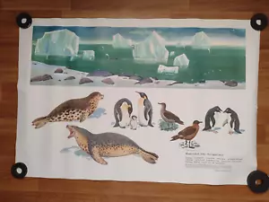 Antarctic wildlife animals original vintage zoology poster - Picture 1 of 4