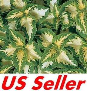 25 Seeds F118, Coleus Wizard Jade Seeds - Picture 1 of 2