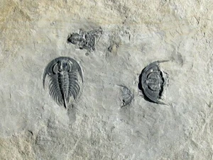 EXTINCTIONS- INCREDIBLE TRILOBITE PLATE WITH FIVE ZACANTHOIDES AND AGNOSTID! - Picture 1 of 4