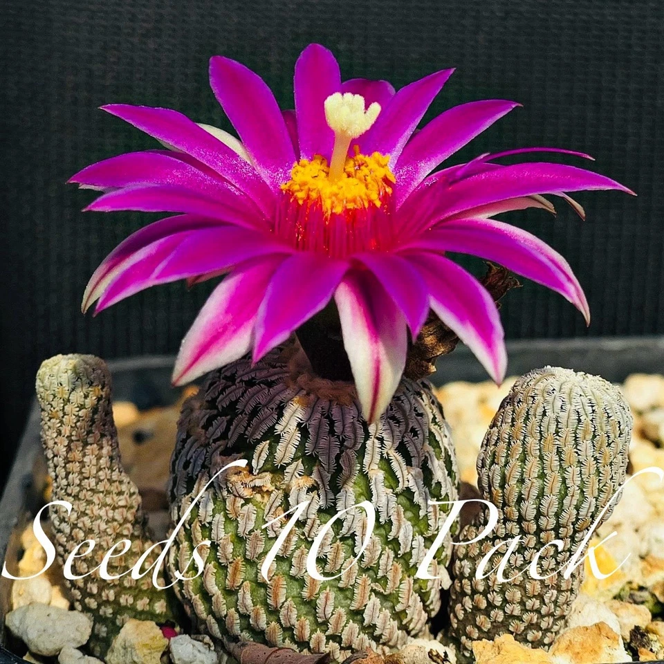 RARE SEEDS (10pk) Turbinicarpus Pseudopectinatus v Jarmilae x10 US SELLER - Imagem 1 de 2