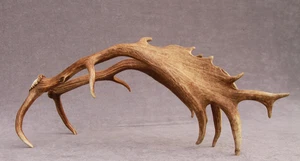 JUEGO DE ASTAS DE GAMO NATURALMENTE COBERTIZO (PAR, CUERNO, TALLA, TAXIDERMIA) - Imagen 1 de 22