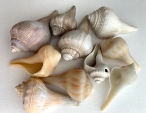 10 conchiglie ruota fulmine/nobbed 1-2” conchiglia lunga telaio spiaggia artigianato oceano US - Foto 1 di 13
