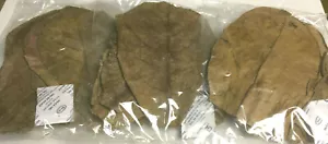 30 Seemandelbaumblätter 15cm - 20cm Top Qualität Catappa Leaves #Lagerräumung# - Bild 1 von 3