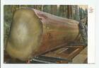 An Oregon Big Stick Postcard Log Tree Logging Loggers Northwest Unused Vintage