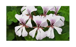 5x Pelargonium myrrhifolium var fruticosum Geranie Pflanzen - Samen B65 - Picture 1 of 5