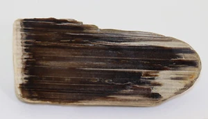 Kieselholz, Kreide, Atabaska River, Edmonton, Kanada -k356 - Picture 1 of 5