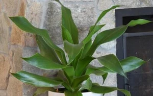 South African Dragon Tree (Dracaena Hookeriana) 5 Seeds - Picture 1 of 1