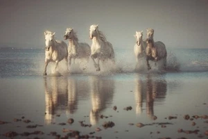VLIES Fototapete-PFERDE-(6371sp)-250x186 cm-Fohlen Pony Tiere Hengst Stute Camar - Bild 1 von 1