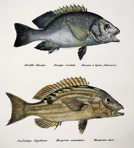 1833 Threadfin Bream, Ruffe, fish, Schinz, folio, hand coloured lithograph - Picture 1 of 3