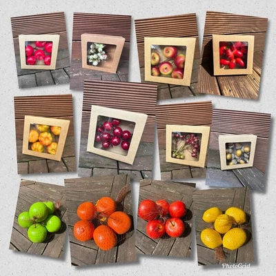 Herbstdeko / Obst & Früchte / Basteldeko / Deko Adventskranz - Bild 1 von 2