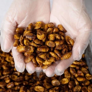 Pupa de gusano de seda seco 500 g/1000 g salud natural - Imagen 1 de 3