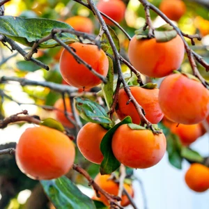 (5) Japanese Fuyu Persimmon Tree Scions/Cuttings 6-8in Long For Rooting/Grafting - Picture 1 of 2