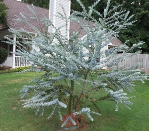 Silver Leaved Mountain Gum (Eucalyptus pulverulenta ) 20 seeds - Picture 1 of 3