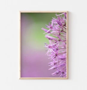 Allium Print, Flower Print, Photography Print, Wall Art Decor, Flower Wall Print - Picture 1 of 2