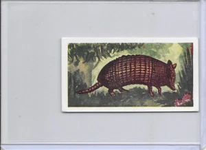 1954 Armadillo Neilson's Chocolate Interesting Animals Card #50 - Picture 1 of 2