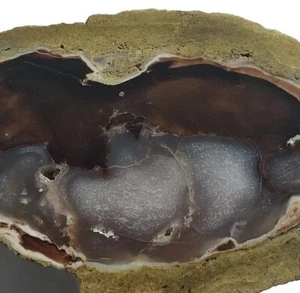 ~5.04 lbs Petrified Wood Limb -  Polished face display rough - Picture 1 of 12