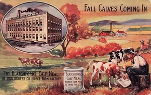 VINTAGE ADVERTISING POSTCARD BLATCHFORDS CALF MEAL 1911 RICHER THAN MILK 111724 - Picture 1 of 2