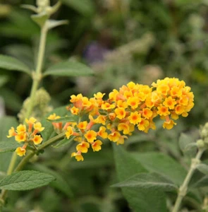 Sommerflieder Sungold 80-100cm - Buddleja weyeriana - Bild 1 von 1