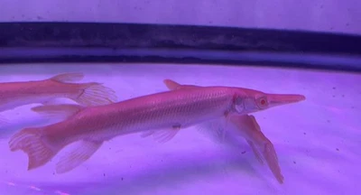 ЖИВАЯ ТРОПИЧЕСКАЯ рыба - золотой альбинос аллигатор гар 6-6,75 дюйма - Изображение 1 из 3