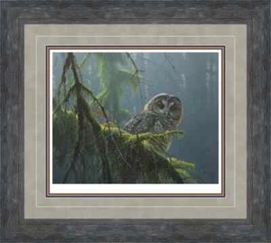 Mossy Branches Spotted Owl by Robert Bateman - Framed - Bild 1 von 1