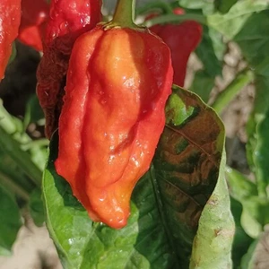 Monster Naga , 10 semillas , Capsicum chinense (499) - Picture 1 of 1