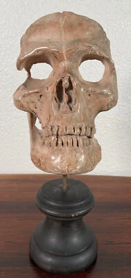 Antica statuina testa vittoriana Memento Mori teschio scolpito in terracotta XIX secolo - Immagine 1 di 4