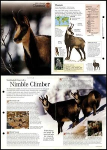 Chamois #152 Mammals - Discovering Wildlife Fact File Fold-Out Card - Picture 1 of 1