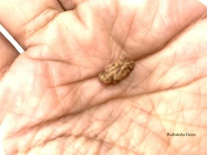 1 CUENTA INDONESIA MUKHI RUDRAKSHA DE UNA CARA PARA HACER JOYAS PUJA OM - Imagen 1 de 3