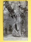 cpa FRANCE 78 - MAREIL MARLY Yvelines Le CHATAIGNIER TORDU ARBRE TREE