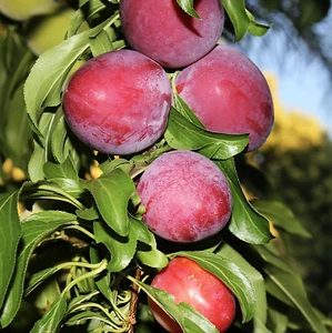 5 Gal. Santa Rosa Plum Fruit Tree #5 Prunus domestica - Picture 1 of 7