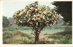 Postcard Rose Bush Thousand Blooms Detroit Publishing Phostint - Picture 1 of 2