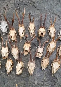A granel 5 corzos corzo ciervo cráneo astas decoración del hogar naturaleza anatomía taxidermia  - Imagen 1 de 1