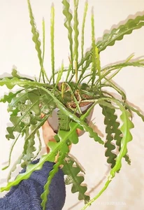 Fishbone Cactus 'Epiphyllum anguliger' – House Plant Rooted cuttings . - Picture 1 of 2