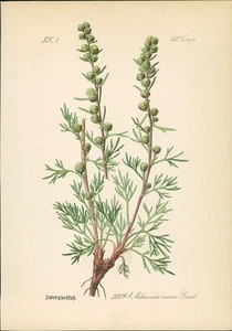 Chromolithographie : Zwergbeifuß. Artemisia nana Gaud. Compositae. Hallier, Dr.  - Picture 1 of 1
