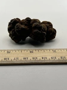 Coprolite Genuine Fossilized Feces Poop Dung  2.5”X 1.25” X 1” C44 - Picture 1 of 4