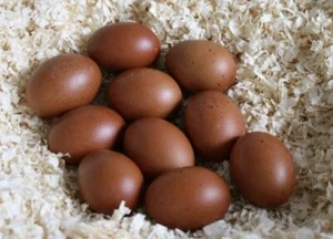 🥚20 Maran Schwarz/Braun Bruteier D.Schokofarbe Freilaufende Hühner auf 2000qm - Bild 1 von 18