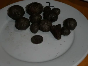 Amorphophallus mystery corms. 12 Corms #2 (Unknown) - Picture 1 of 3