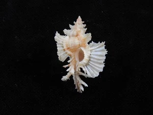 Sea Shell Chicoreus orchidiflorus 34.4mm ID#9495 - Foto 1 di 4