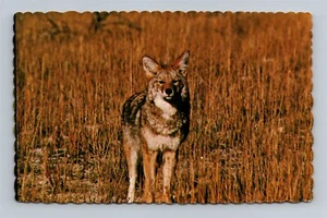 Kojote auf einem Feld - Postkarte - Bild 1 von 2
