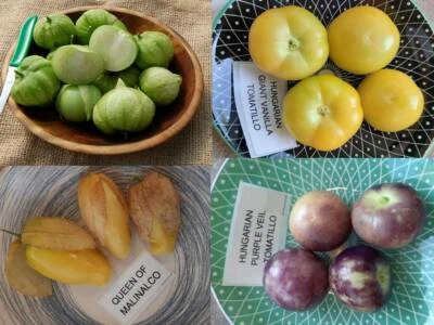TOMATILLO PAKET aus 4 Sorten - 65+ Samen - Seeds - Physalis Ground Cherry V 135 - Bild 1 von 4