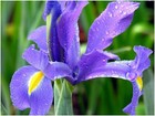 20 BLUE MAGIC DUTCH IRIS BULB CORM NICE BEAUTIFUL SPRING SUMMER FLOWER PERENNIAL